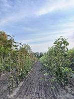 appelbomen uit de grond, Ophalen, 100 tot 250 cm, Appelboom, Lente