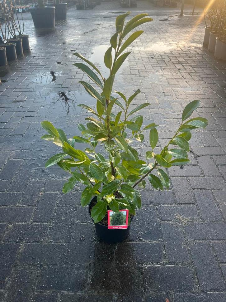 Prunus Elly - Sierheester, Tuin en Terras, Planten | Tuinplanten, Vaste plant, Overige soorten, Volle zon, Bloeit niet, Ophalen