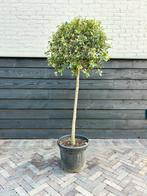 Steeneik op stammetje, Tuin en Terras, Planten | Bomen, Ophalen, Halfschaduw, Overige soorten, 100 tot 250 cm