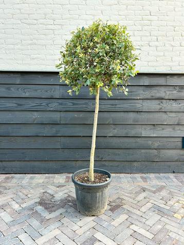 Steeneik op stammetje beschikbaar voor biedingen