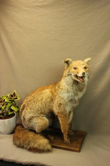 Opgezette vos - taxidermie beschikbaar voor biedingen
