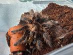 Tliltocatl albopilosum (vogelspin), Dieren en Toebehoren, Insecten en Spinnen