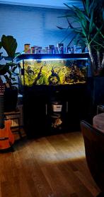 Zeer goed lopende grote juwel aquarium. Alles erop en eraan!, Ophalen, Zo goed als nieuw, Gevuld zoetwateraquarium