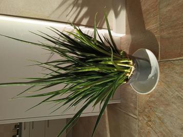 Sanseveria studenten plant 70 cm hoog beschikbaar voor biedingen