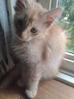 Maine coon kittens, Meerdere dieren, Gechipt, 0 tot 2 jaar