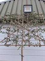 steeneik Quercus ilex groenblijvende leibomen, Ophalen, In pot