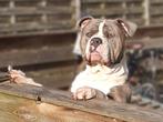 American bully xl (Ervaren DEKREU), Dieren en Toebehoren, Honden | Dekreuen, Particulier, Rabiës (hondsdolheid), 3 tot 5 jaar