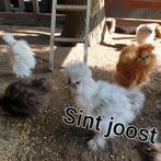 Gesekste 🐥Usa zijdehoen kriel zijdehoenders kuikens hennen, Dieren en Toebehoren, Pluimvee, Vrouwelijk, Kip