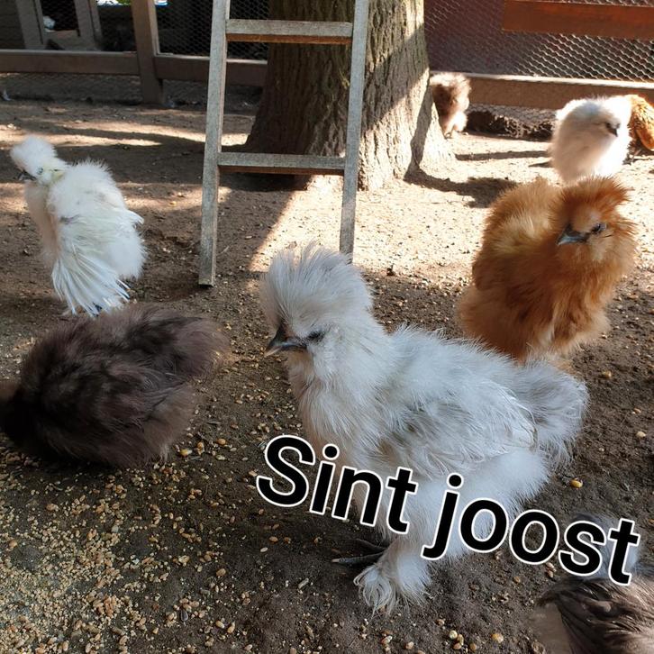 1 nov Gesekste 🐥Usa zijdehoen kriel zijdehoenders kuikens, Dieren en Toebehoren, Pluimvee, Kip, Vrouwelijk