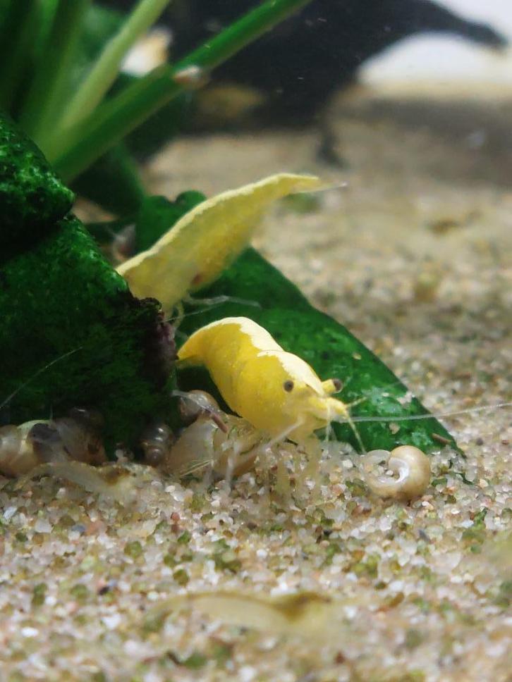 Gele garnalen (geschikt voor kraanwater), Dieren en Toebehoren, Vissen | Aquariumvissen, Zoetwatervis, Kreeft, Krab of Garnaal