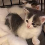 Kittens, Meerdere dieren, Kortharig, 0 tot 2 jaar