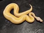 Diverse P. regius, Dieren en Toebehoren, Reptielen en Amfibieën, Slang