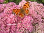 Sedum 'Herbstfreude' Sleutelbloem. vasteplant in pot, Ophalen of Verzenden, Zomer, Overige soorten, Volle zon