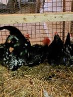 Chabo hanen, Dieren en Toebehoren, Pluimvee, Mannelijk, Kip