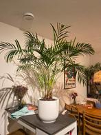 Palm met Elho pot - Wolluis, Ophalen, Palm, Halfschaduw, In pot