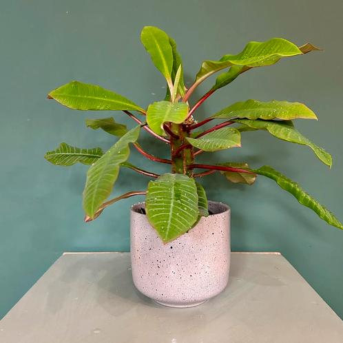 Tijdelijk uitverkocht Euphorbia Leuconeura, Huis en Inrichting, Kamerplanten, Overige soorten, Minder dan 100 cm, Ophalen