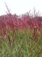 Miscanthus Red Chief met pluimen 20 voor €50, Volle zon, Vaste plant, Siergrassen, Ophalen of Verzenden
