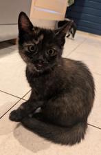 Kitten  poes kruising Ragdoll x Britse korthaar, Dieren en Toebehoren, Katten en Kittens | Overige Katten, Poes