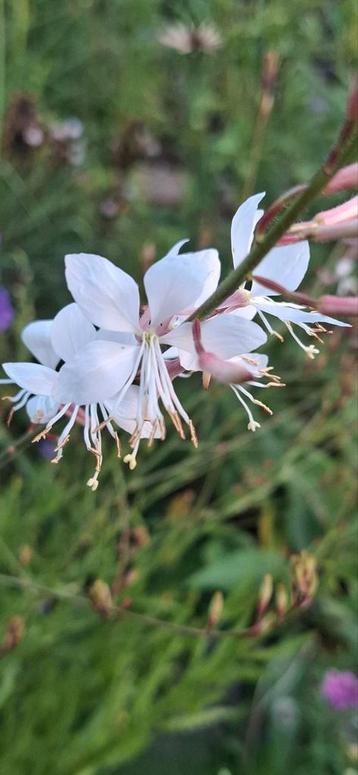Gaura Lindheimeri 'Whirling Butterflies' beschikbaar voor biedingen
