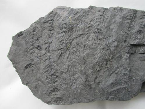 Steenkool met veel Asterophyllites equisetum op rij, Carboon, Verzamelen, Mineralen en Fossielen, Fossiel, Verzenden