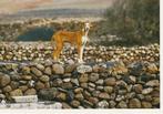 kaart Podenco (?), Ophalen of Verzenden, 1980 tot heden, Ongelopen, Hond of Kat