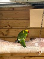 Kakariki, Dieren en Toebehoren, Vogels | Parkieten en Papegaaien, Mannelijk, Parkiet