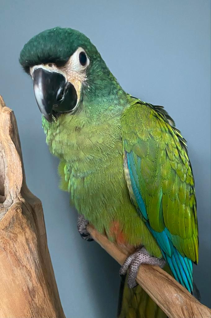 Jonge tamme Ara Maracana te koop, geringd, cites, tam, Dieren en Toebehoren, Vogels | Parkieten en Papegaaien, Papegaai, Geslacht onbekend