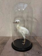 Opgezet Nandoe kuiken in glazen stolp, Verzamelen, Dierenverzamelingen, Ophalen of Verzenden, Nieuw, Vogel, Opgezet dier