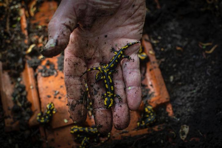 Vuursalamander Salamandra salamandra terrestris, Dieren en Toebehoren, Reptielen en Amfibieën, Amfibie, 0 tot 2 jaar
