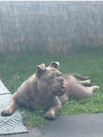 New English Bulldog Teefje van net 3 jaar Lilac kleur, Dieren en Toebehoren, Honden | Bulldogs, Pinschers en Molossers, CDV (hondenziekte)