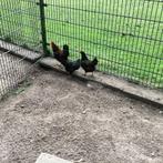 Barnevelder krielkippen, Dieren en Toebehoren, Vrouwelijk, Kip