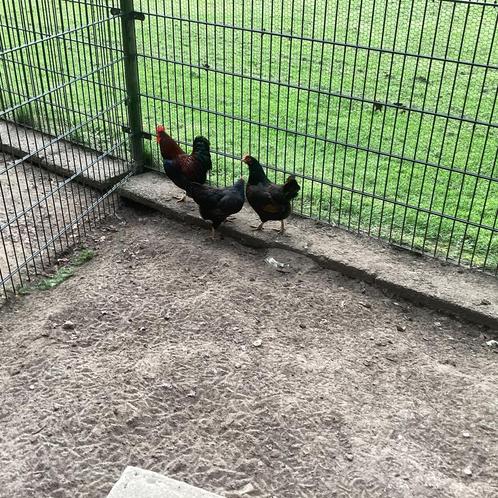 Barnevelder krielkippen, Dieren en Toebehoren, Pluimvee, Kip, Vrouwelijk