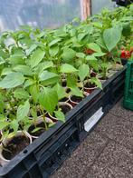 **Planten Komkommer Aubergin Tomaat Courget Biber Tatli  aci, Tuin en Terras, Planten | Tuinplanten, Volle zon, Groenteplanten