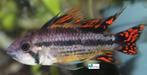 Apistogramma cacatuoides "Double Red", Vis, Zoetwatervis