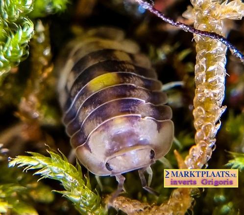 Cubaris sp. ‘Amber Firefly’ isopods / pissebedden, Dieren en Toebehoren, Insecten en Spinnen, Overige soorten