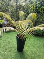 Cycas Sagopalm, vredespalm. Doorsnee ca. 120 cm., Vaste plant, Overige soorten, Ophalen, Bloeit niet