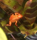 Oophaga pumilio Las Tablas 2.0, Dieren en Toebehoren, Reptielen en Amfibieën, Amfibie, 0 tot 2 jaar
