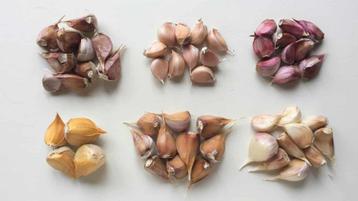 Knoflook pootgoed | Ecologisch beschikbaar voor biedingen