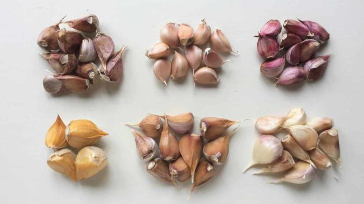 Knoflook pootgoed | Ecologisch, Tuin en Terras, Bloembollen en Zaden, Knol, Gehele jaar, Volle zon, Verzenden