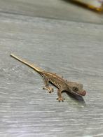 Wimler gekko - crested gecko, Dieren en Toebehoren, Reptielen en Amfibieën, Hagedis, Tam, 0 tot 2 jaar