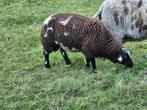 Bonte ram april '25, Dieren en Toebehoren, Mannelijk, Schaap