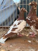 Koppel meulemans postduiven, Meerdere dieren, Postduif