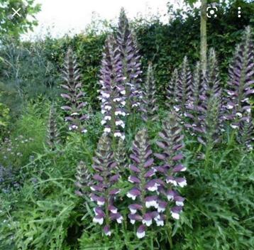 Acanthus mollis  beschikbaar voor biedingen