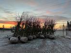30 jaar oude Conference perenbomen te koop!, Ophalen, Lente, Perenboom, 250 tot 400 cm