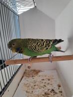 Blackface grasparkiet man., Mannelijk, Parkiet, Geringd