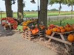 Pompoenen en kalebassen, Ophalen, Nieuw