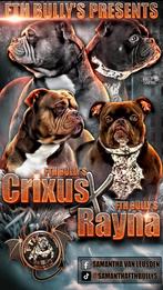 American Bully pups met ABR stamboom, België, Particulier, Overige rassen, 8 tot 15 weken