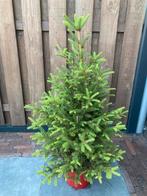 Dennenboom, Ophalen, Overige soorten, 100 tot 250 cm