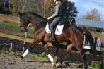superbrave 6 jarige Zangersheideruin röntgen 100%, Dieren en Toebehoren, Paarden, Gechipt, Ruin, Dressuurpaard, L