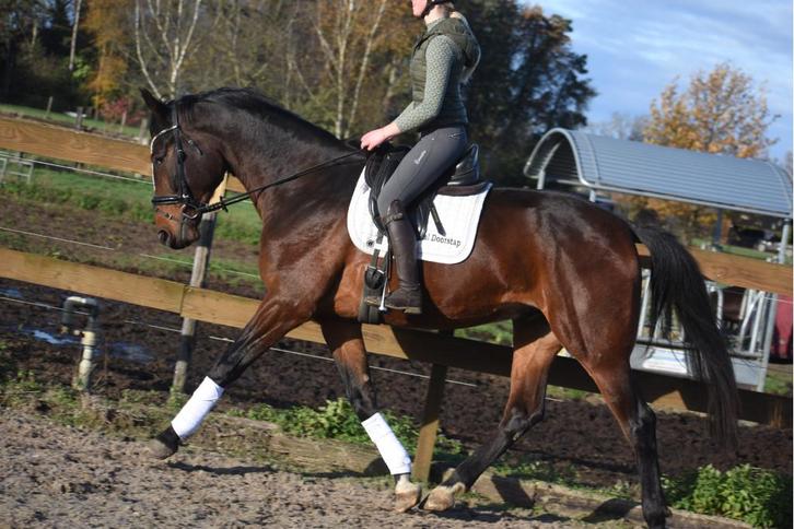 superbrave 6 jarige Zangersheideruin röntgen 100%, Dieren en Toebehoren, Paarden, Ruin, L, 170 tot 175 cm, 3 tot 6 jaar, Dressuurpaard